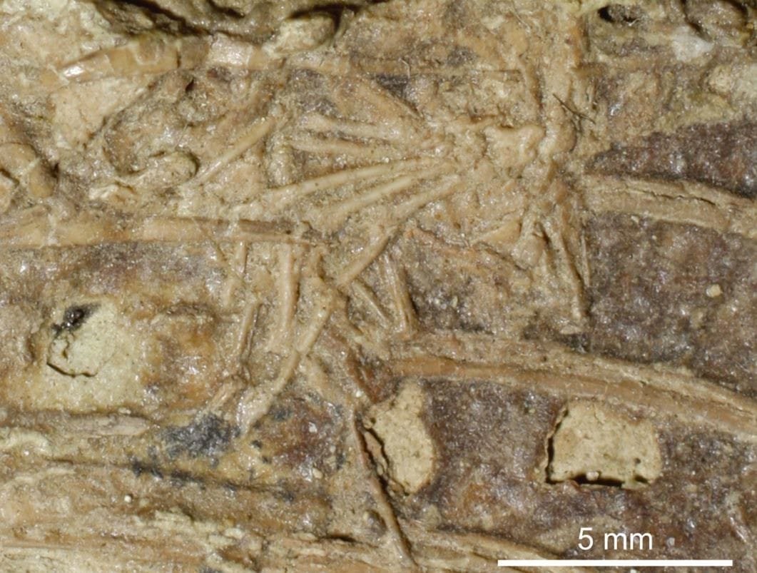 120 Milyon Yıllık Microraptor Fosilinde Şaşırtıcı Bulgu