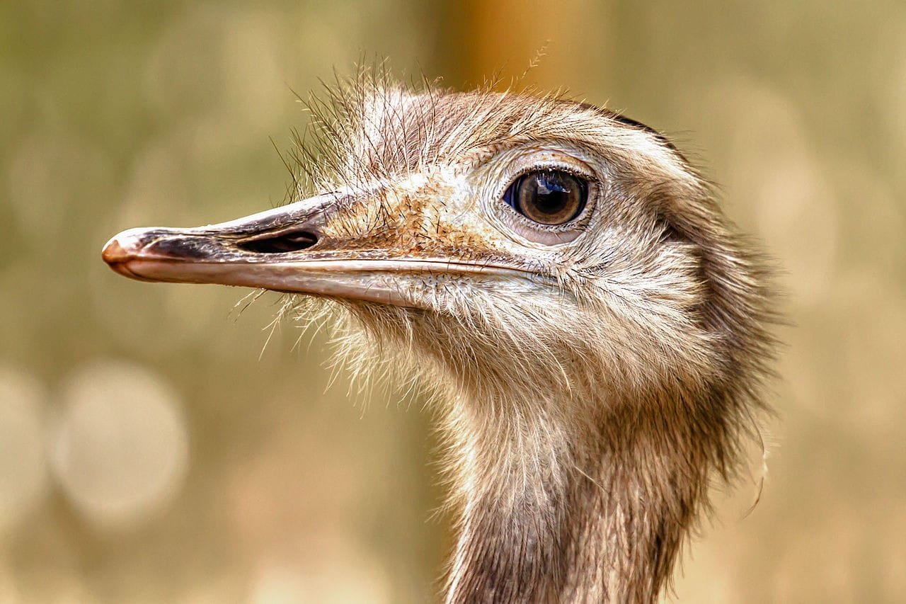 Charles Darwin ve Galapagos Adaları'ndaki Keşifleri