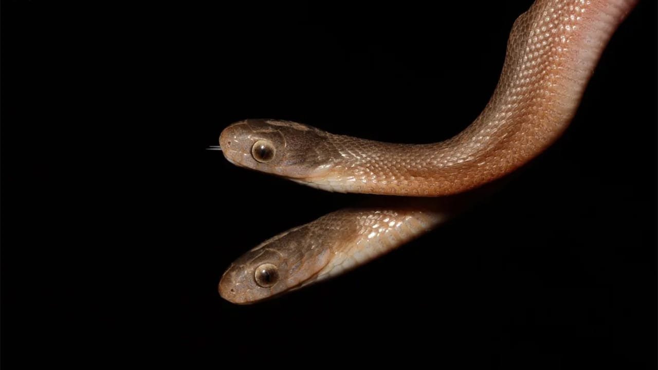 Çift Başlı Yılanlar: Doğanın Nadir Mucizeleri