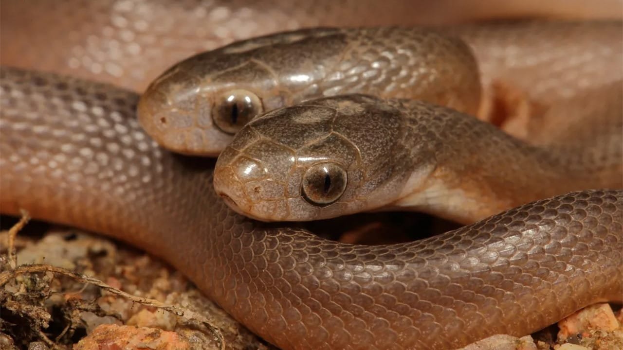 Çift Başlı Yılanlar: Doğanın Nadir Mucizeleri