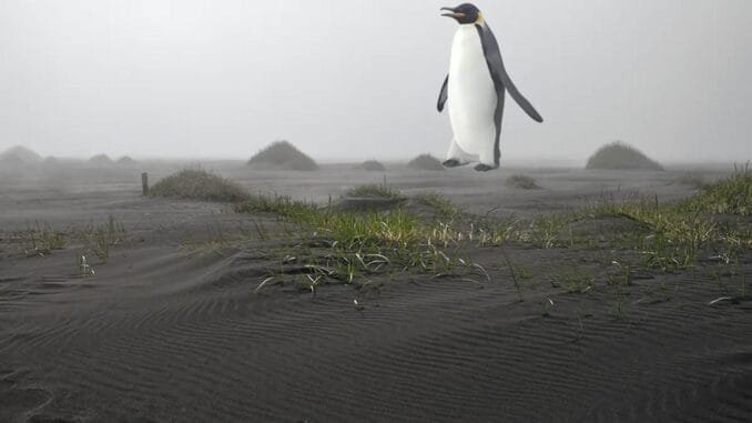 clearwater-canavari-dev-penguen-izlerinin-gizemi-sDFRegNn.jpg
