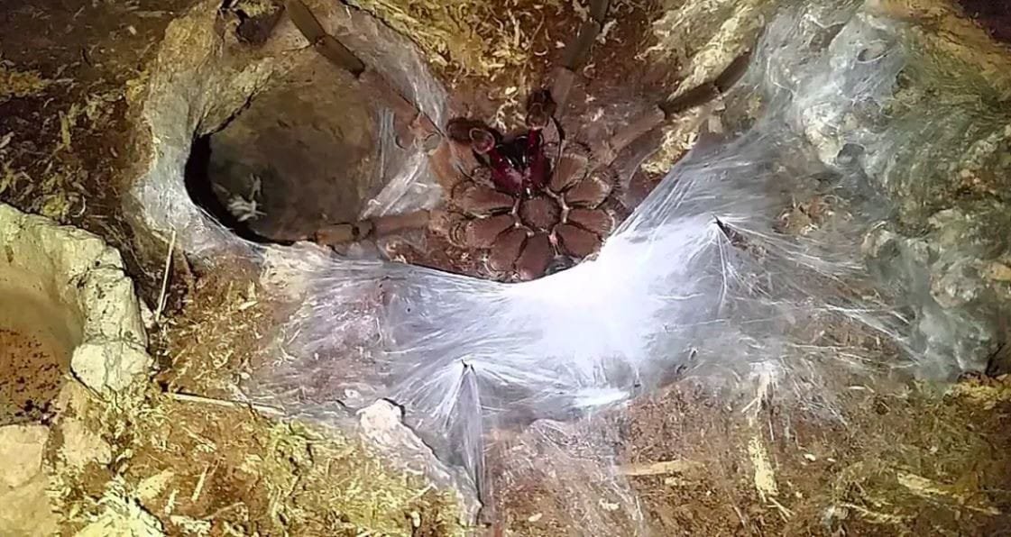 Dünyanın En Büyük Örümceği: Dev Kuş Yiyici