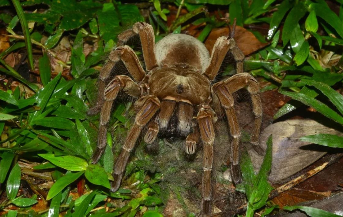 Dünyanın En Büyük Örümceği: Dev Kuş Yiyici