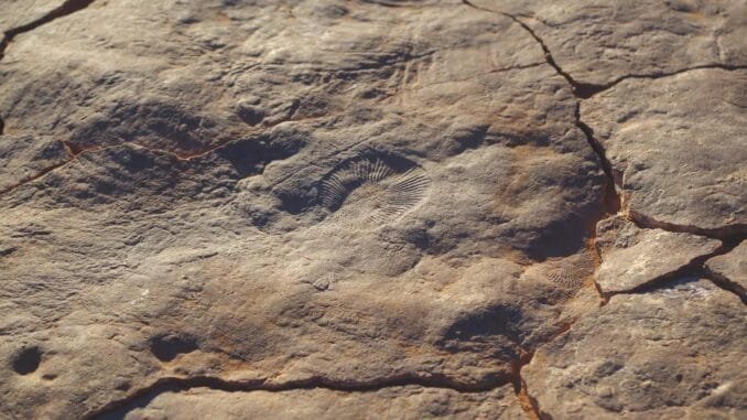 ediacaran-donemi-ve-ilk-kitlesel-yok-olusun-sebepleri-9ILu1rYT.jpg