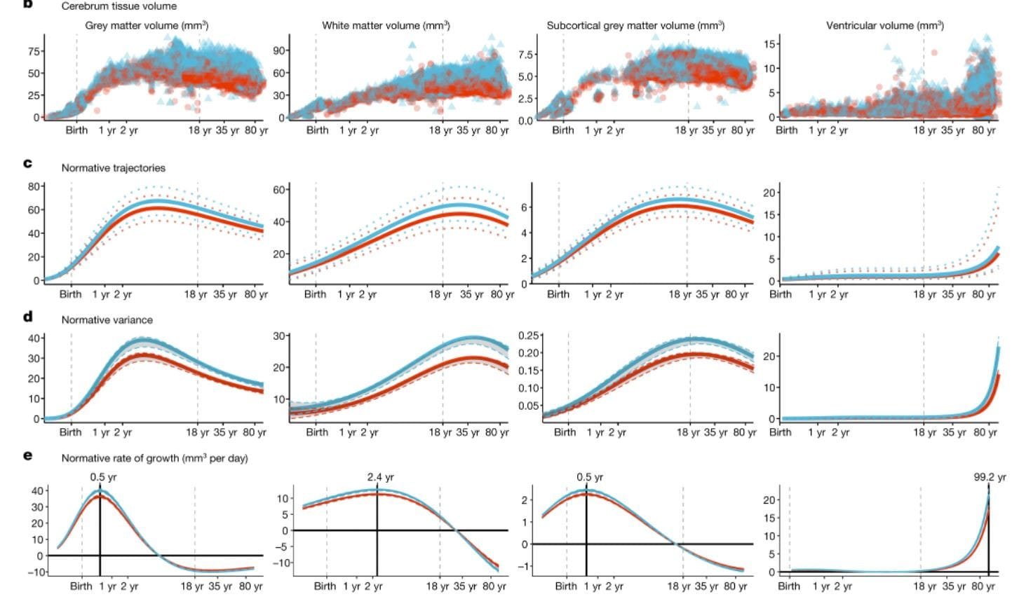 İnsan Beyninin Boyut Değişimi Üzerine Yeni Bulgular