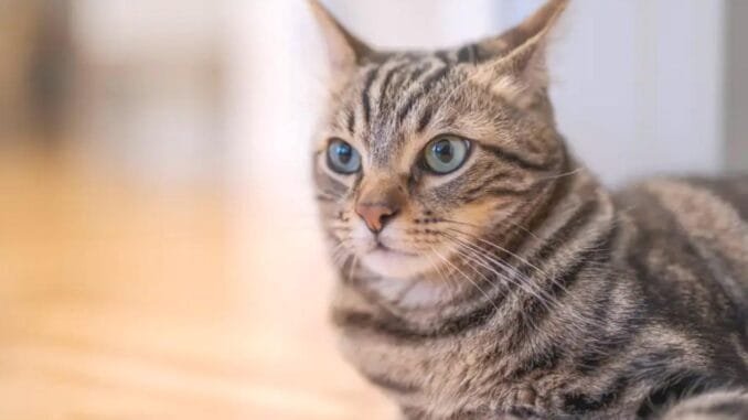 kedi-yavrusunun-isirigi-sonucu-olan-olum-iddiasi-UFFhk4Y1.jpg