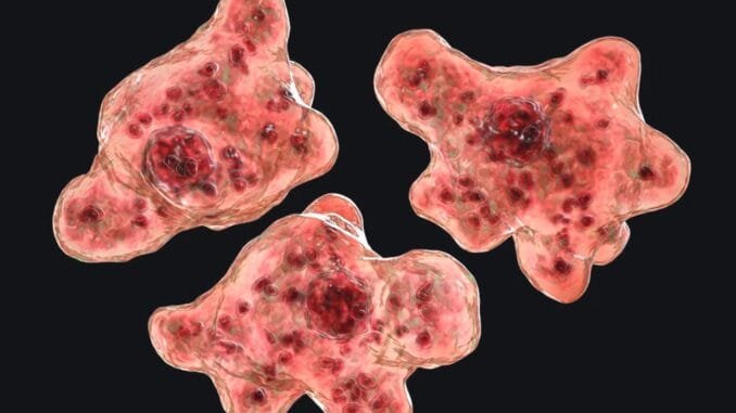 nadir-gorulen-beyin-yiyen-amip-naegleria-fowleri-ve-tehditleri-CQXDbCin.jpg