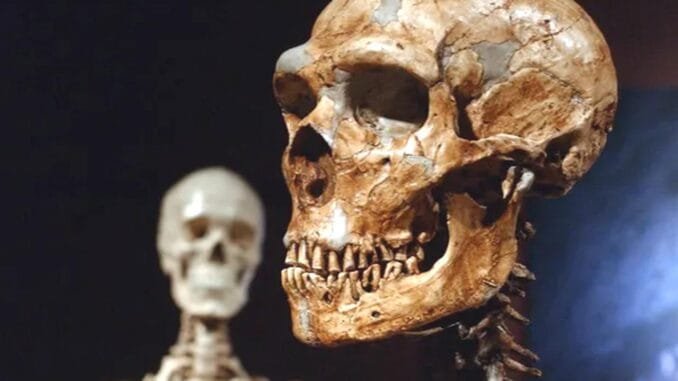 neandertallerin-zeka-ve-beyin-gelisimi-uzerine-yeni-bulgular-IfW11PwA.jpg