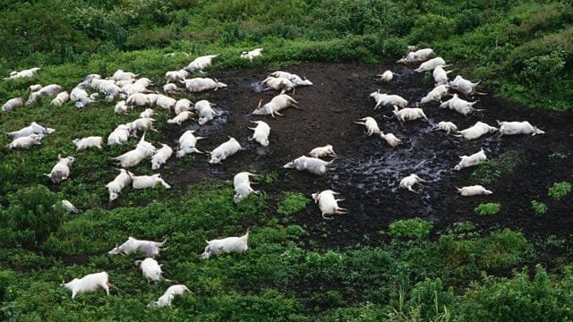 Nyos Gölü Patlaması: Bir Doğa Felaketi