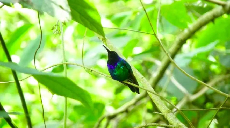 Santa Marta Sabrewing'in Yeniden Keşfi