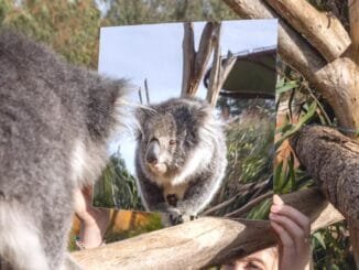 Werribee Open Range Hayvanat Bahçesi'nde Ayna Haftası Deneyimi - MakineTamir
