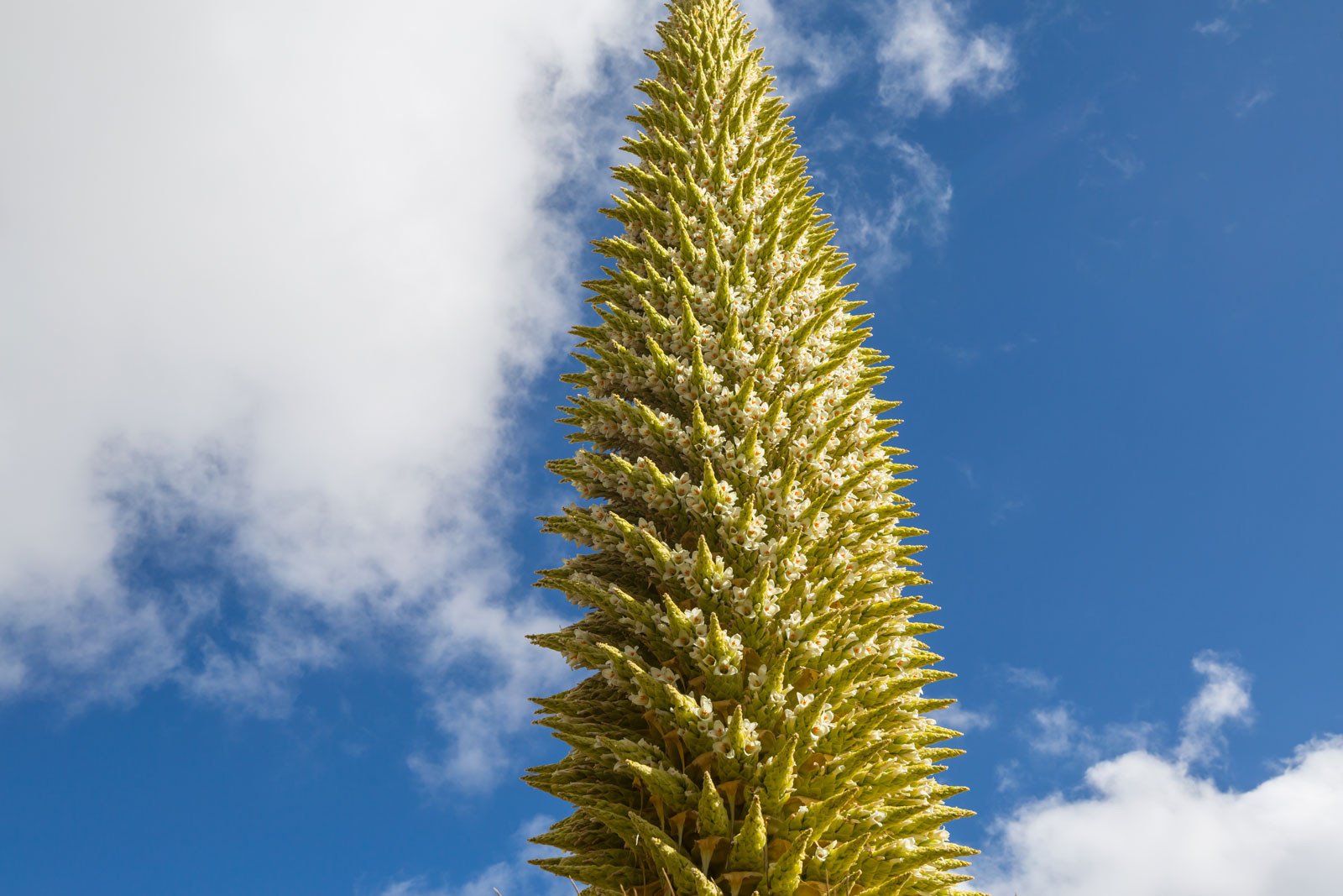 And Dağları'nın Kraliçesi: Puya raimondii