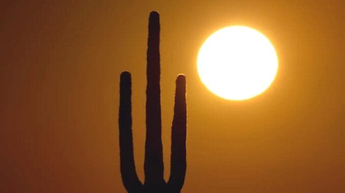 arizonada-rekor-sicaklar-saguaro-kaktuslerini-tehdit-ediyor-ru4s7FrN.jpg