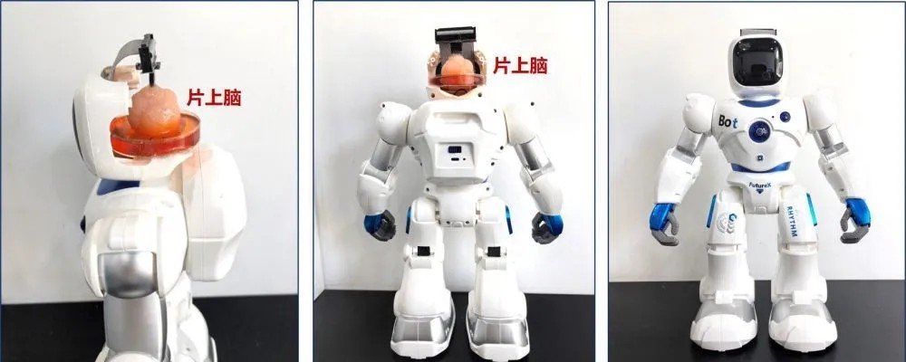 Çinli Araştırmacılar İnsan Kök Hücrelerinden Robotik Beyin Geliştirdi