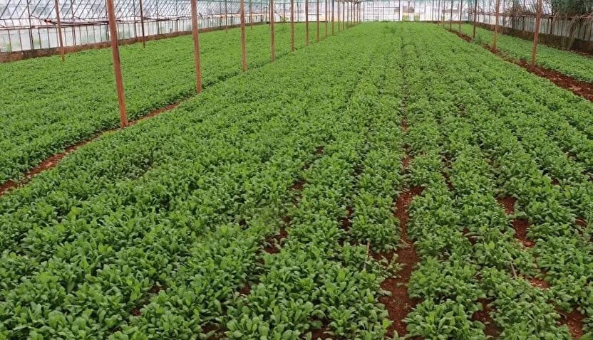 Sebzelerin Faydaları ve Dünyanın En Faydalı Sebzesi