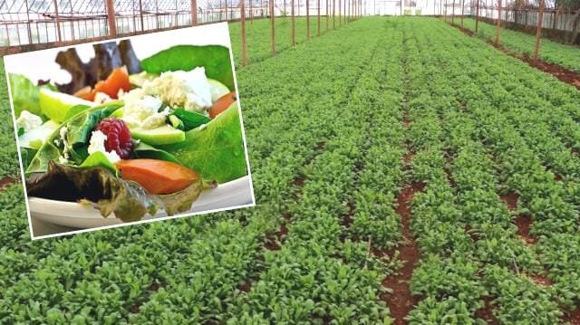 dunyanin-en-faydali-sebzesi-tere-ve-saglik-faydalari-5WxRVZRP.jpg