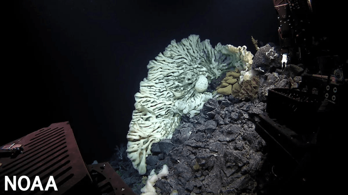 Uzun Ömürlü Hayvanlar: Doğanın Sırrı