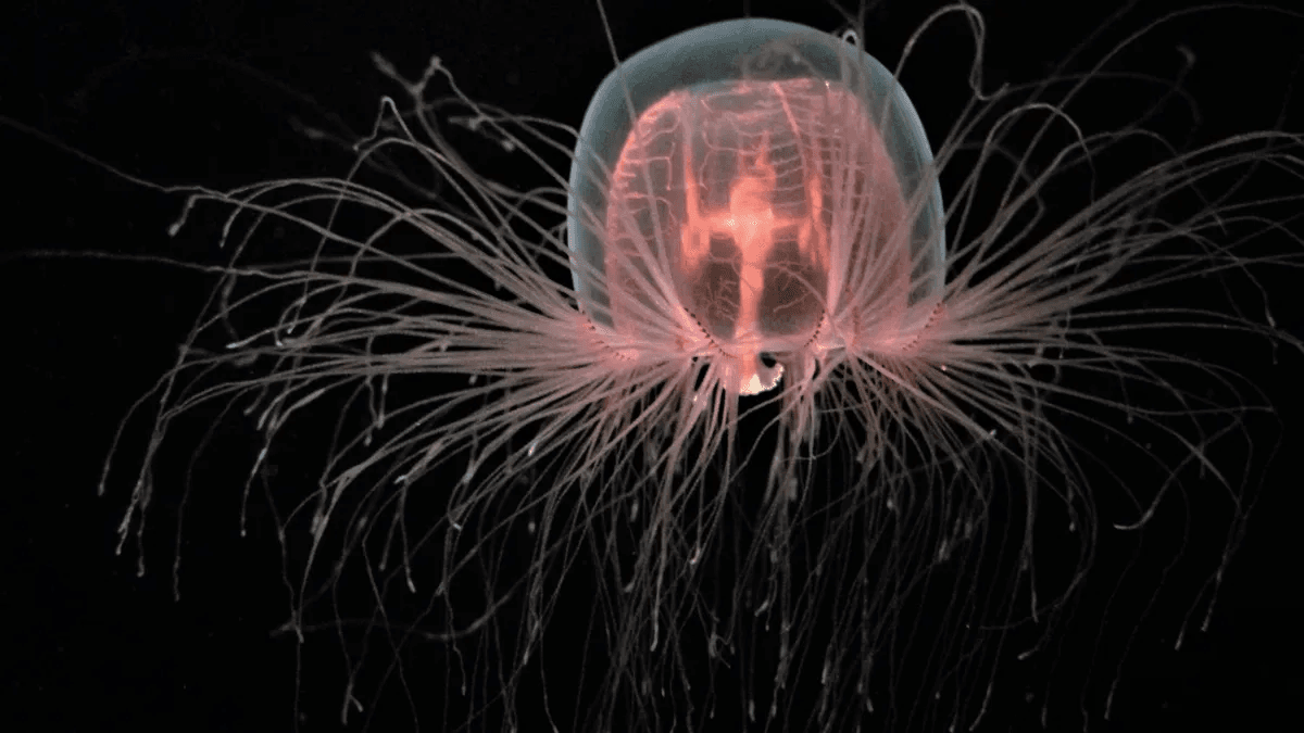 Dünyanın En Uzun Ömürlü Hayvanları