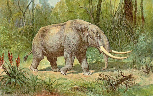 Florida'da 10 Milyon Yıllık Mastodon Dişi Keşfi