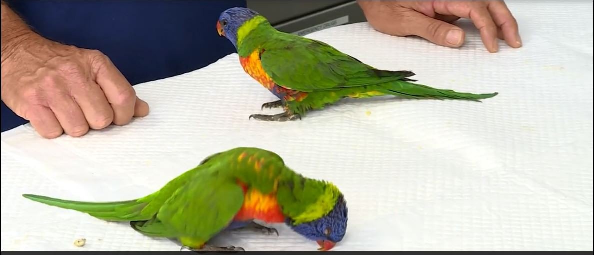 Gökkuşağı Lorikeetlerinin Gizemli Hastalığı: Papağanlar Gökyüzünden Düşüyor