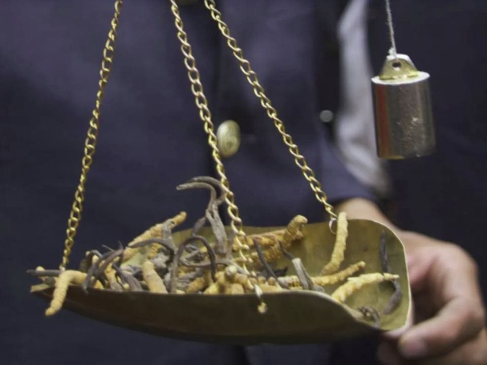 Dünyanın En Değerli Paraziti: Himalaya Tırtıl Mantarı