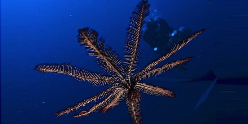 İlginç Bir Deneyim: Kafasız Öğrenme