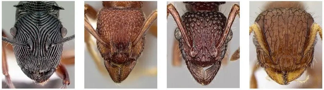 Karıncaların Yüz Desenlerinin İncelenmesi: Bir Proje Hikayesi
