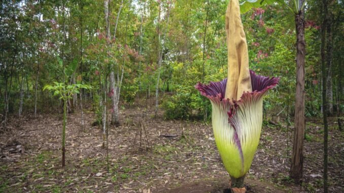 londrada-titan-arum-ciceginin-acilisi-kHWnmLvf.jpg