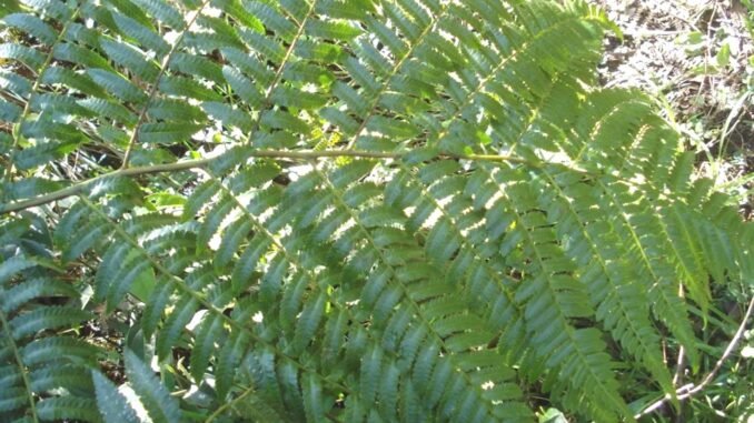 olu-yapraklari-yeniden-canlandirabilen-egrelti-agaci-turu-cyathea-rojasiana-ZpQCWZ9k.jpg