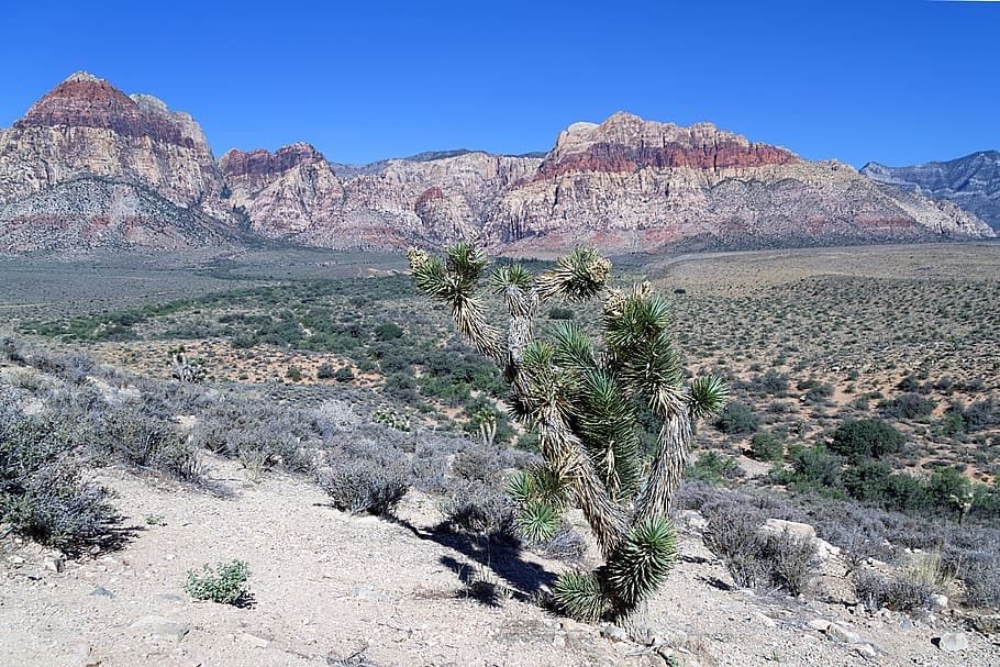 Zehirli Maden Ocakları