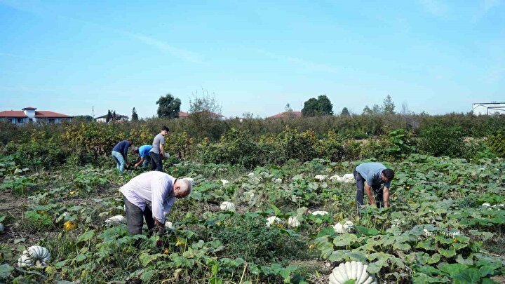 Kabak Tatlısının Coğrafi İhtişamı: Sakarya'nın Beyaz Kestane Kabakları