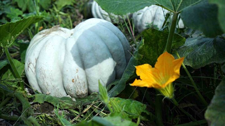 Sakarya'nın Coğrafi İşaretli Beyaz Kestane Kabakları ve Kabak Tatlısı