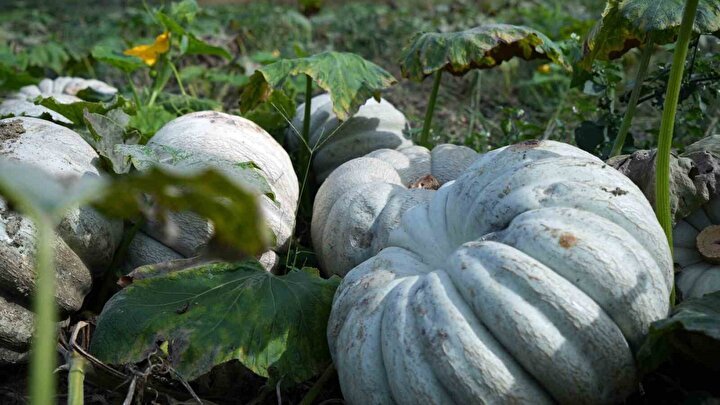 Sakarya'nın Coğrafi İşaretli Beyaz Kestane Kabakları ve Kabak Tatlısı