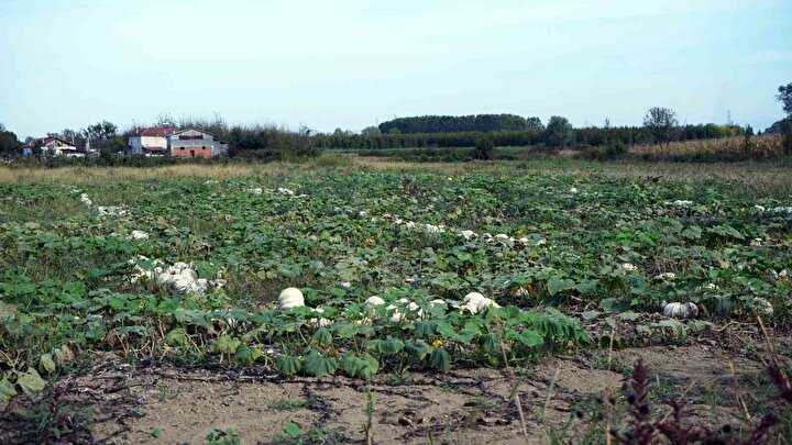 Sakarya'nın Coğrafi İşaretli Beyaz Kestane Kabakları ve Kabak Tatlısı