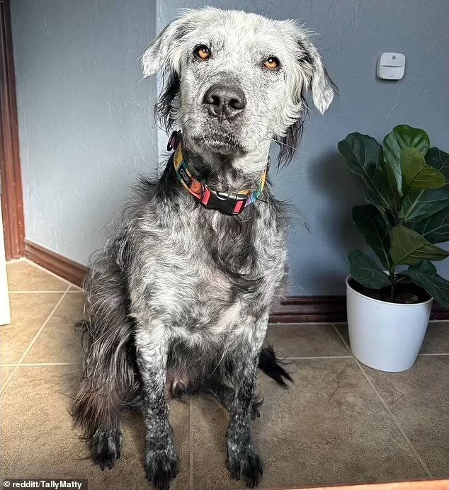 Vitiligo ve Hayvanlar: Renk Değişiminin Gizemi