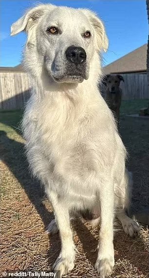 Vitiligo ve Hayvanlar: Renk Değişiminin Gizemi