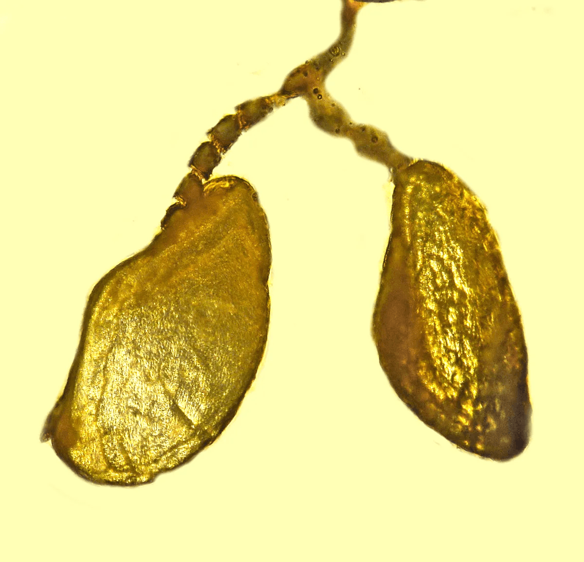 Yeni Bir Mikro Yaban Arısı Türü Keşfedildi