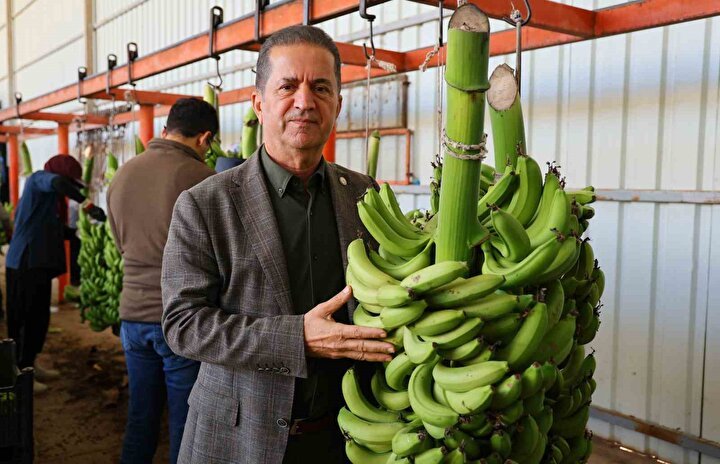 Adana'da Muz Üretimi Hızla Artıyor