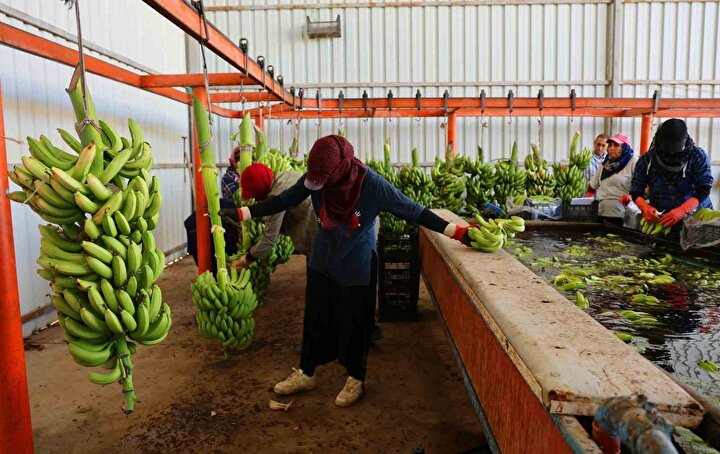 Muz Hasadı ve Ekonomi