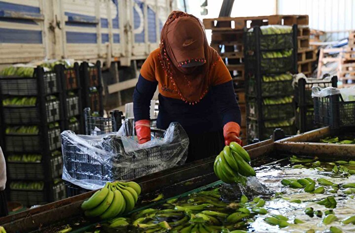 Adana'da Muz Üretimi Hızla Artıyor