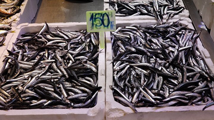 Balık Sezonu Açıldı: Fiyatlar ve Çeşitlilik