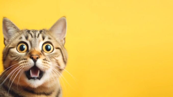 fdc-willard-bir-kedi-ve-bilim-dunyasinin-hikayesi-VcxKrr2U.jpg
