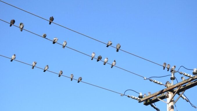 kuslarin-elektrik-tellerine-tunemesi-nedenleri-ve-tehlikeleri-g5KGFDtS.jpg