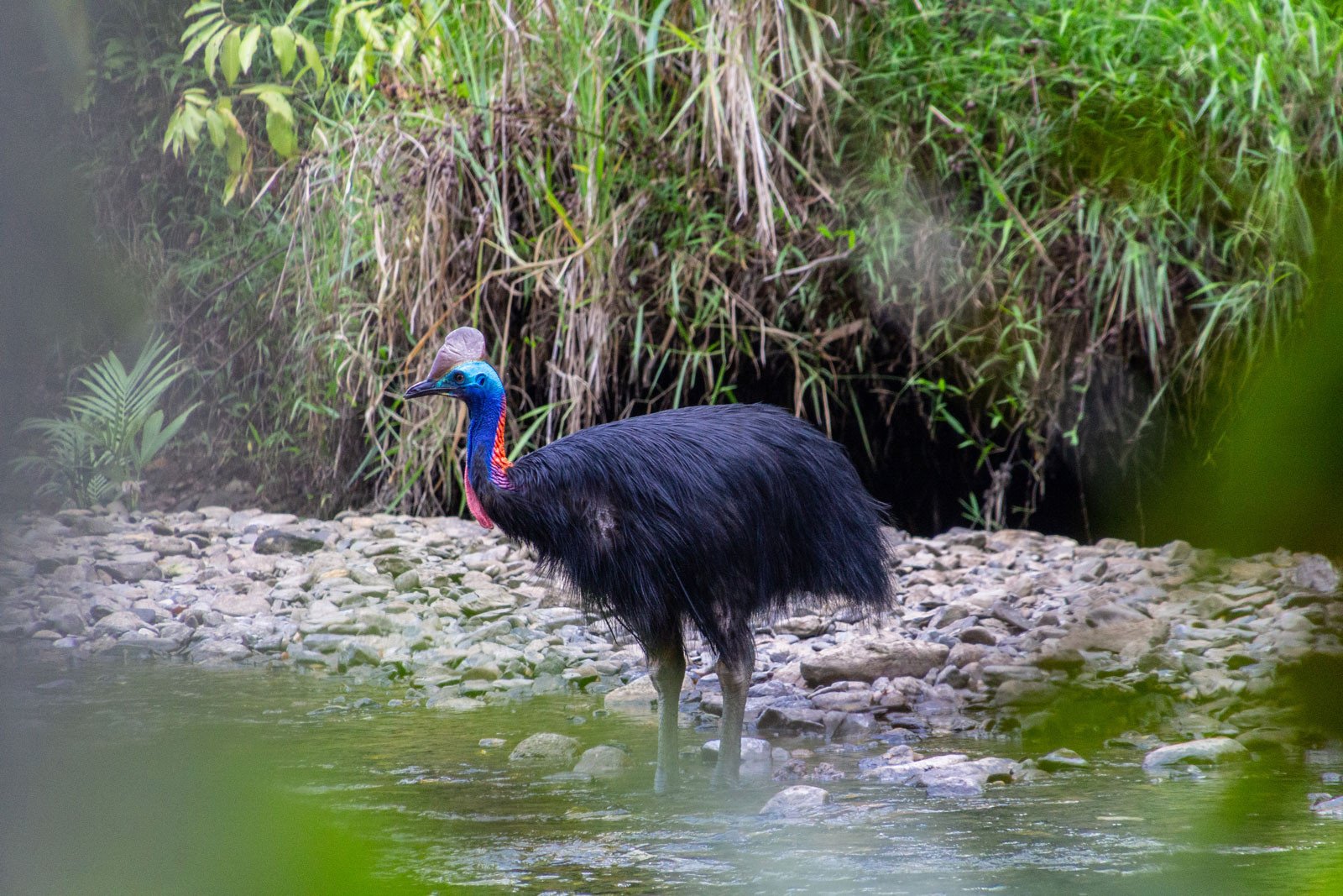 Tehlikeli Güzellik: Cape Tribulation